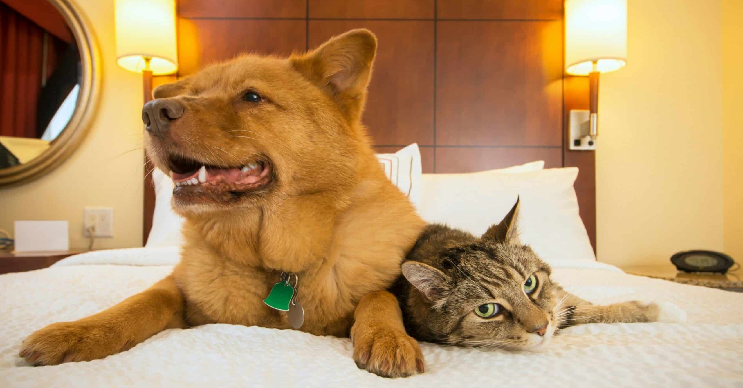 The Best Pet-Friendly Hotels on the Strip for a Paw-fect Stay 