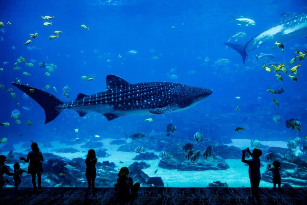 Shark Reef Aquarium with kids. Mandalay Bay, Las Vegas - Places to