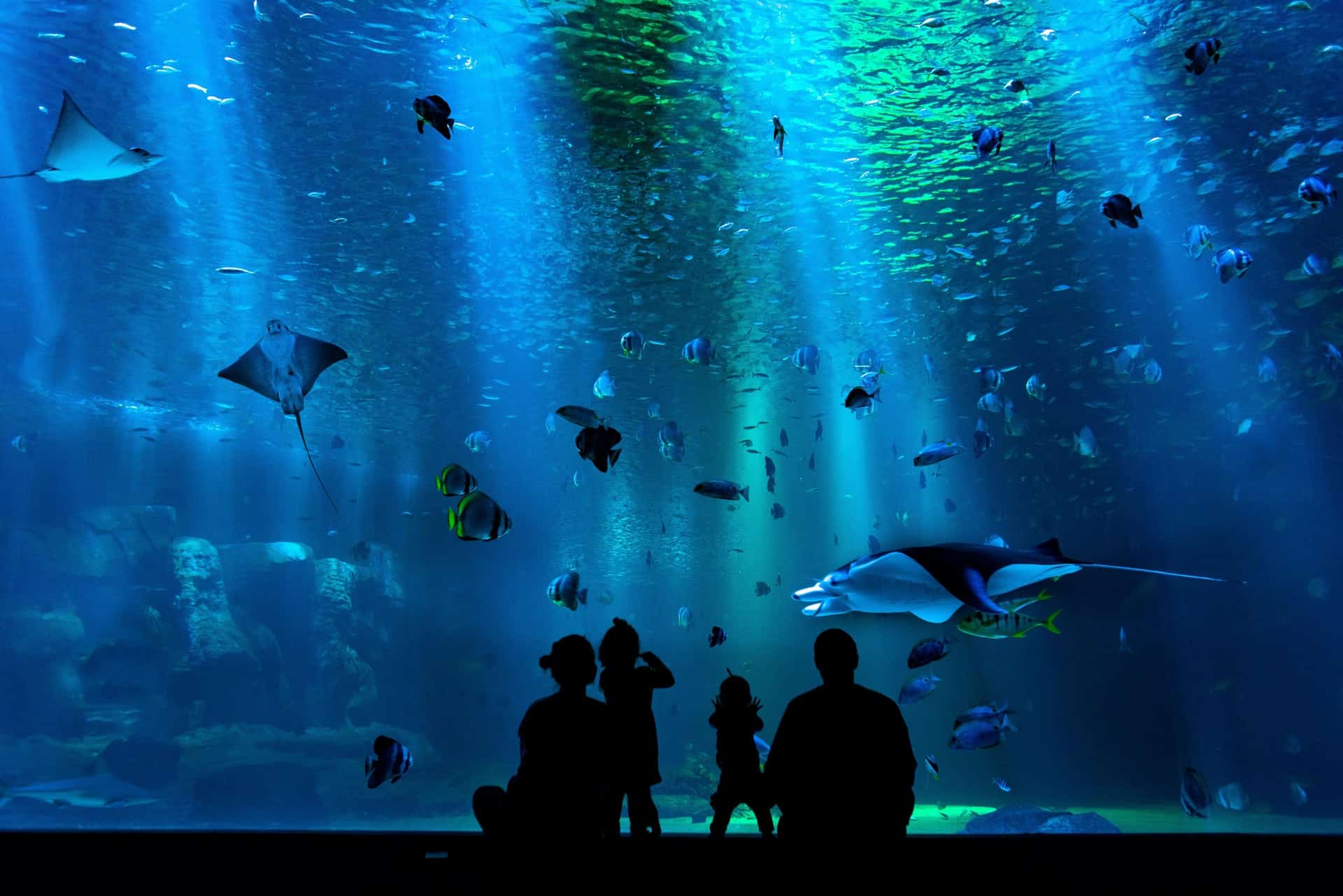 Shark Reef Aquarium is one of the very best things to do in Las Vegas