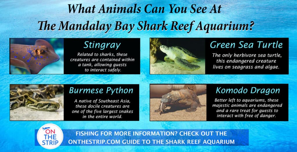Shark Reef at Mandalay Bay in Las Vegas Strip - Tours and